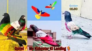 Teddy Kabutar Ki Kamal Ki Landing 🔥 کبوتر بیٹھنے کے مناظر