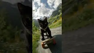 Gato do esqueite #gatinhos #skate #gatos
