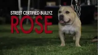AMERICAN BULLY SHOW - LIGHTS OUT 2