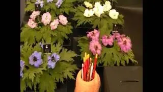 Harrogate Autumn Show 2015