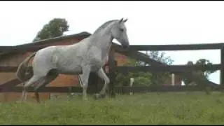 URSA DK - Puro Sangue Lusitano