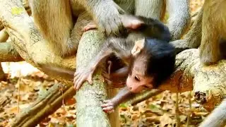 Adorable tiny baby Nelson so aggressive / Nova monkey is a good protective mom