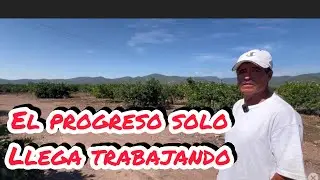El Limón Persa Desde Jalpa Zac