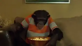 ACME BAIL BONDS the best commercial with a chimp