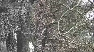 Snow near Rainow 06 02 2018