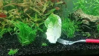 Caracol planorbis &iquest;Se come las plantas?