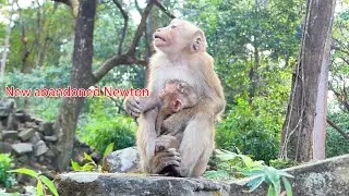 Before the NGO: adult's Vital Protection of an Orphaned Primate! (New Ton)