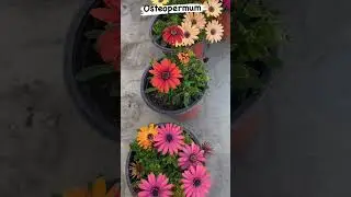 how to grow osteospermum plants in home #shorts #youtube#trending#flower#viral