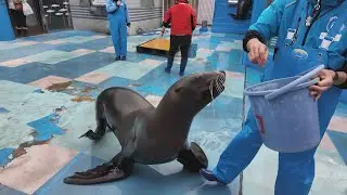 トドのお食事タイム　伊勢シーパラダイス　26.01.26