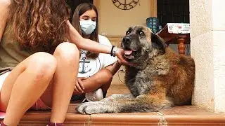 Abandoned dog meets the sweetest children