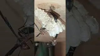 Thread-Waisted Custodians:Protecting grooming & Feeding Thier Larvae🐥🐓#viral