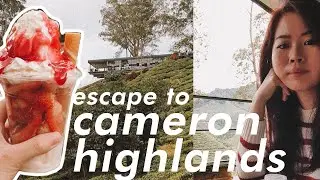 Alone Time Escapes | A Solo Weekend Trip to Cameron Highlands
