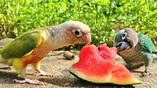 Can parrots eat watermelon? Pineapple conure parrot sounds and Blue cheek conure.