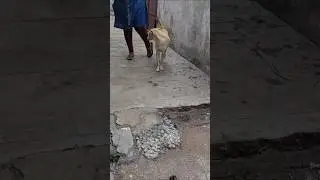 டான்ஸ் ஆடலாமா  #doglife #dogshorts #huskydance  #pets #rescue #fyp #labrador #gunny #comedy  #cure