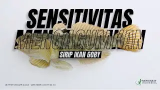 Sensitivitas Mengagumkan dari Sirip Ikan Goby