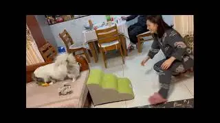 13. No more jumping struggles&mdash;just smooth, easy steps! 🐶
