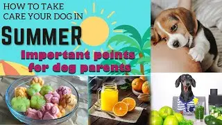 How to take care of your dog in summer | Special Dog care In summer Time |গরমে কুকুরের যত্ন নিন |