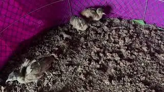 ក្ងោកខ្មែរ#animal #pet #Birds #Eagle #Sparrow #Dove #Parrot #Pigeon #egret #hawk #sparrow #duck #owl