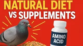Pigeon Recovery: Natural Diet vs Supplements 🕊️ | Which Works Faster?