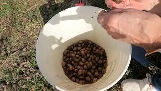 The SECRET to producing DELICIOUS PECANS...