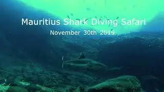 Mauritius Shark Diving Safari