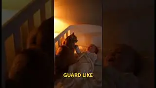 Baby Sleeping While a Cat Guards Like a Guardian Angel 🐾🤍 #cutedog #dogshorts #dog #petshorts