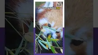 This Genetic Discovery Changes Everything for Red Panda Conservation #wildlife #endangered