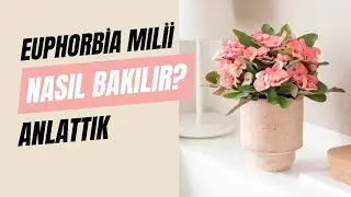 Euphorbia Milli (Dikenler Tacı &Ccedil;i&ccedil;eği) Bakımı - Queen&reg; T&uuml;rkiye