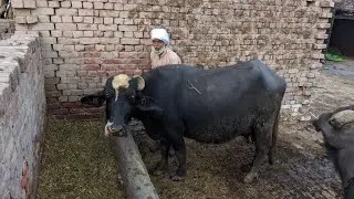 Evening time buffalo farming|| buffalo Care in village.