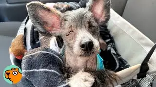 Blind Dog Changed Man’s Mind When He Follows His Steps | Cuddle Buddies