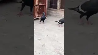 #petsanimal#keşfet #foryou #viral #fypシ