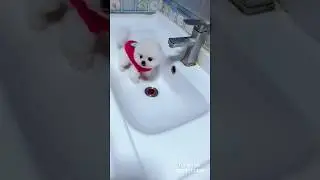 Puri puri song