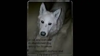 i apologize for being annoying or cruel. please know i always cared #vent #dog #therian #capcut