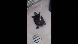 Turtle Dancing In Shower (Viva La Vida)