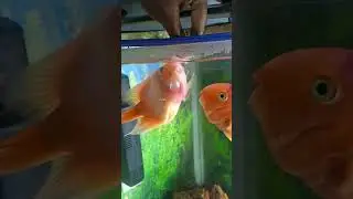 Feeding angry Parrot Fish with Hand😍#fish#aquarium#aquariumfish#fishtank#parrot#parrotfish