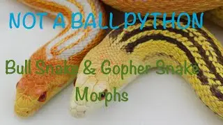 Ball Pythons Vs Bull Snakes and Gopher Snakes - Morph Battle!