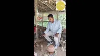 Shivia Farmer App Video Tutorial:  Introducing chickens and ducks to the poultry shed (PDS) HD 720p