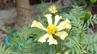 গ্রামের বাড়িতে গাঁদা ফুল