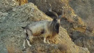 Markhor National animal of Pakistan 