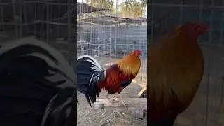 Cardinal Club Viper Leiper Asils Sweater Yellow Leg Hatch - TOPNOTCH GAMEFARM #breeding #farming