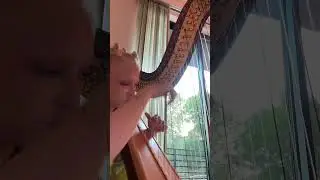 For the barbz 💕 #nickiminaj #popmusic #bride #wedding #harp #music #barbz