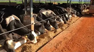 TRATANDO DAS VACAS DE LEITE