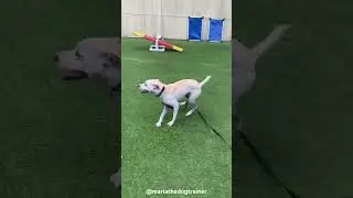 Playgroups! #mariathedogtrainer