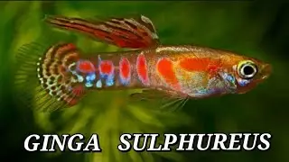 A Tie Dye Endler? Ginga Sulphureus Guppies, The Colorful History of This Incredible Strain!