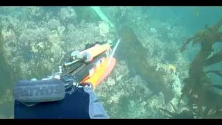 First Lingcod of 2026 while Spearfishing