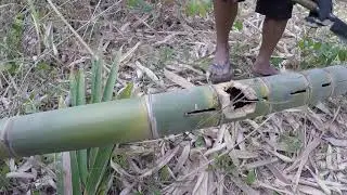 Bat Nest - Inside Bamboo!