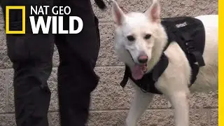 Teaching an Anxious Dog to Focus | Dog: Impossible