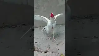 White Murgha 🐔🐔🐔