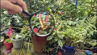 I Spy with my Eye 👁️ (Plant Pond Edition) ASMR Pt 17