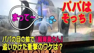 【飼育員さんが去ると赤ちゃん号泣】赤ちゃんペンギンは飼育員さんを親と思っている、パパママはシシャモ束食い
